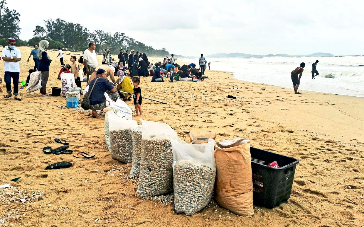 Shell seekers: People gather cockles at Pantai Sura in Dungun, Terengganu, as the monsoon season ushers in the annual harvest.