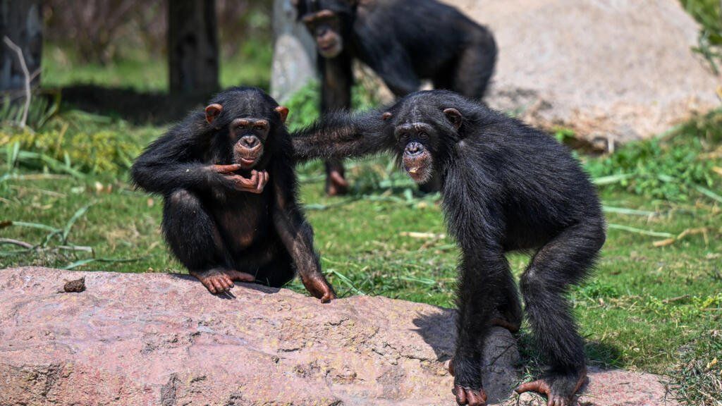 Chimpanzees playing inside an enclosure at the Vantara Wildlife Rescue and Conservation Centre in Jamnagar. - Photo: AFP