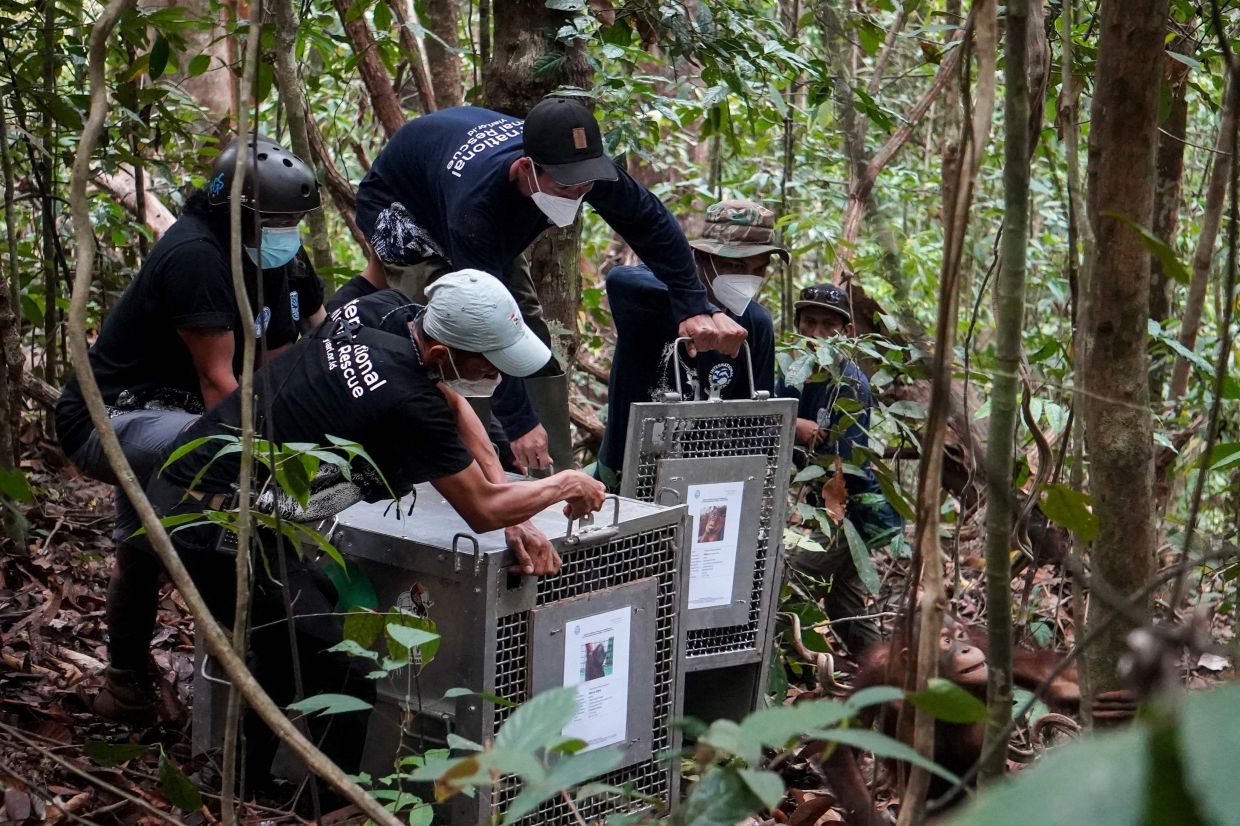 This photo, taken on October 29, 2026, shows conservation team members releasing an orangutan (right) into the Batu Nyambu Protected Forest, Ketapang Regency, West Kalimantan. Deep in an Indonesian Borneo forest, conservationists open a cage. A female orangutan and her baby waste little time, clambering up the towering trees and disappearing into the canopy, safe at last. The pair were among nine orangutans rescued from devastating wildfires ravaging their forest home in Ketapang, West Kalimantan province, in August and September.-- Photo by Ilham Pratama / AFP)