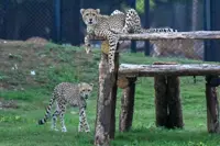India's animal megacentre vows reset after criticism