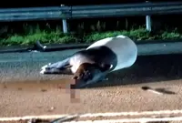QuickCheck: Did a vehicle strike and kill an endangered tapir in Dungun?