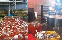 Over 6,500kg of chicken seized, 12 foreign men arrested in Puchong halal compliance raid