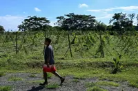 Strong El Nino in coming years can cut crop yields by up to 10%, says study on Asean agriculture