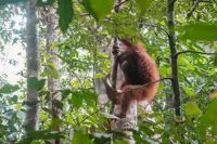 Back to the treetops: Orang utans rescued from Borneo’s fires find a new home