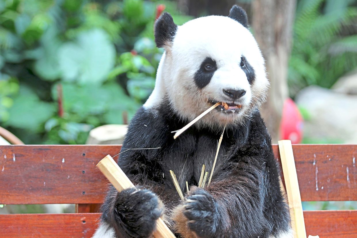 A giant panda munches on bamboo, one of its favourite foods.