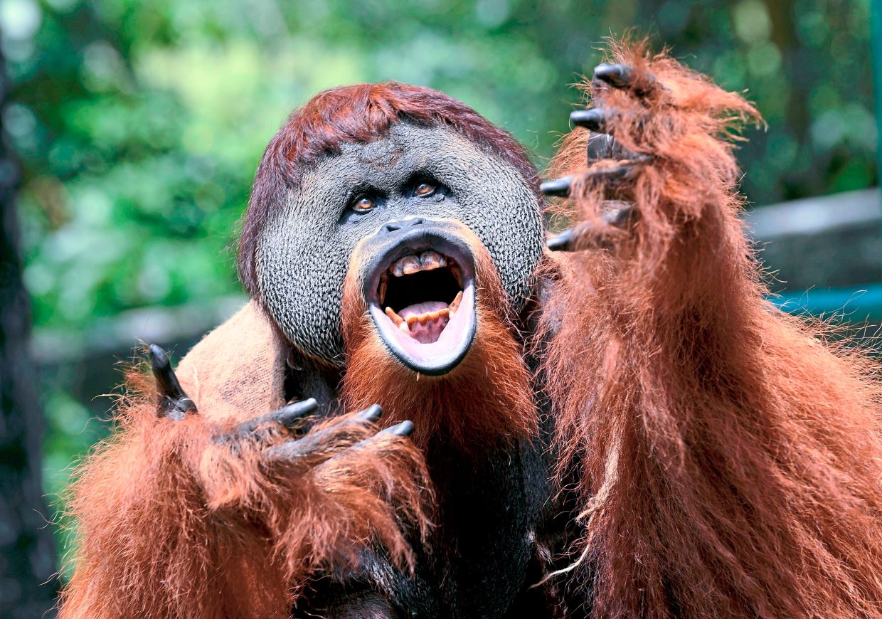 An orang utan commands attention with its open arms and mouth, offering visitors a vivid glimpse into the animal’s expressive communication.