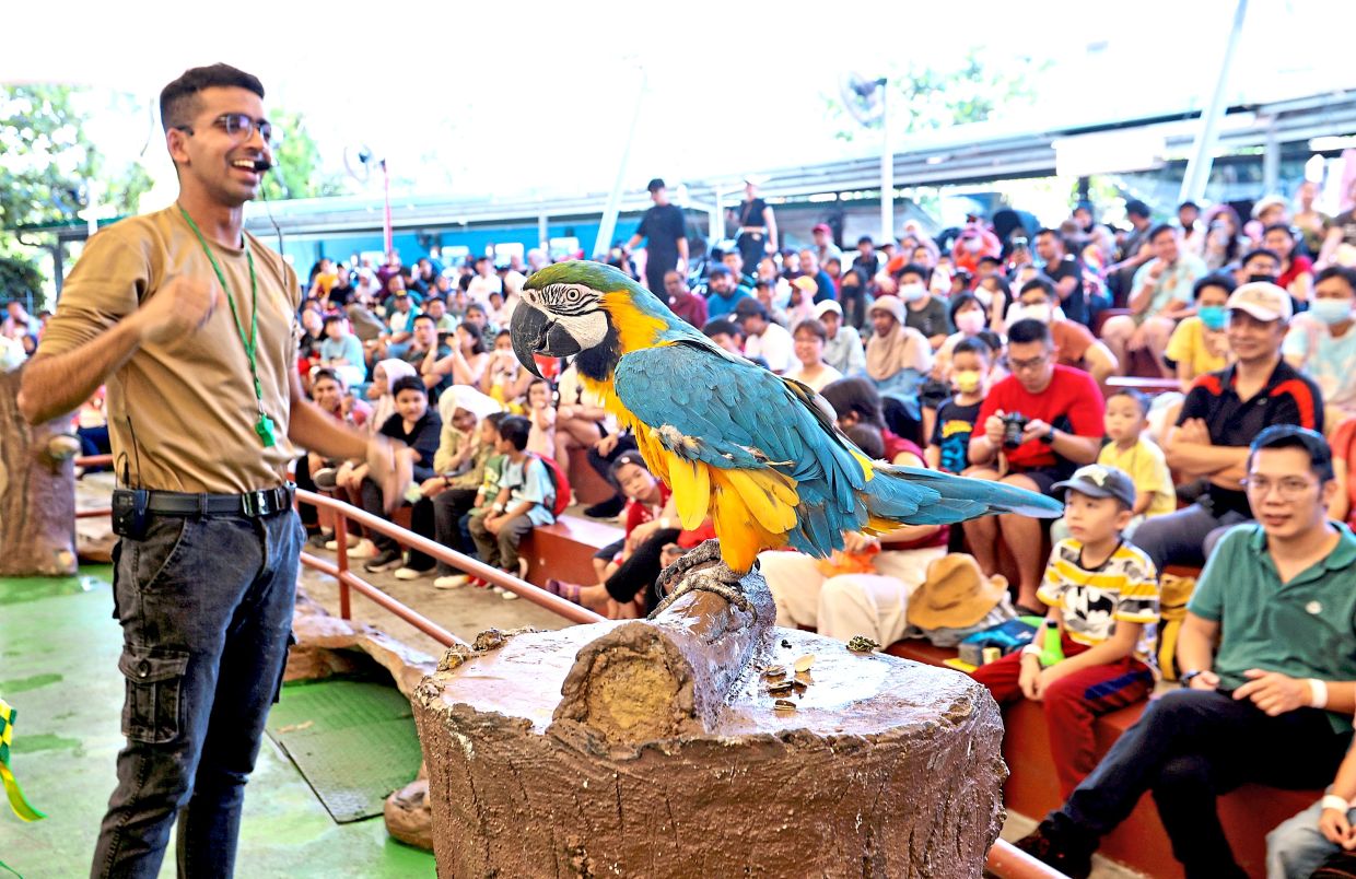 A macaw takes centre stage during an animal show at the amphitheatre in Zoo Negara as visitors watch from the sidelines.