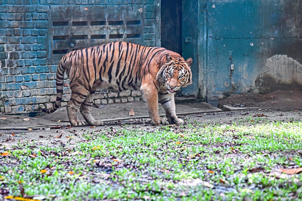 Over at Zoo Negara, Ampang Jaya, a majestic Malayan tiger named Jati turns to stare at visitors from its enclosure.