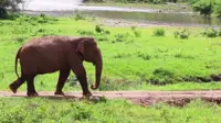 Rampaging elephant that killed seven people shot dead in Myanmar