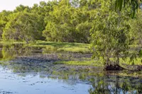 Australia launches new biodiversity restoration method to expand Nature Repair Market